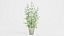 Bamboo Bush