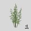 Bamboo Bush