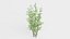 Bamboo Bush