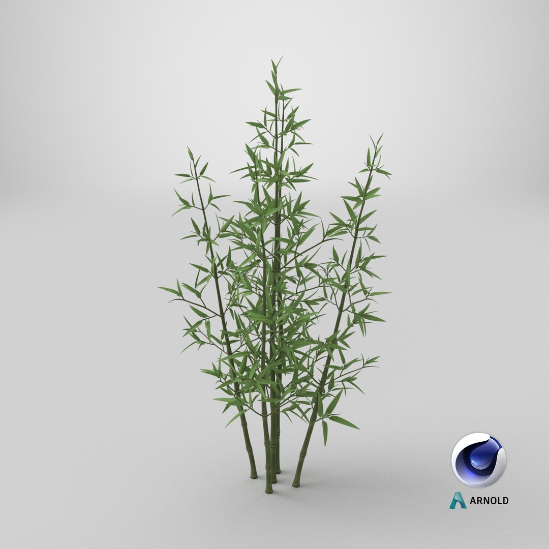 3D model Bamboo Bush https://p.turbosquid.com/ts-thumb/Xk/EDG741/Zx/stemcell_cinema_4d_arnold_render/png/1715886274/1920x1080/fit_q87/282efe0380807374383fbdb68a64b2243040be33/stemcell_cinema_4d_arnold_render.jpg