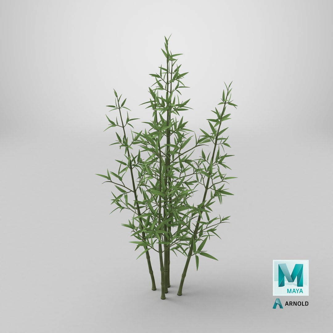 3D model Bamboo Bush https://p.turbosquid.com/ts-thumb/Xk/EDG741/aR/stemcell_maya_arnold_render/png/1715886270/1920x1080/fit_q87/9c32233acfa73476c535e02f9f4c824113c99957/stemcell_maya_arnold_render.jpg