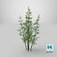 Bamboo Bush