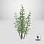 Bamboo Bush