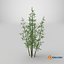 Bamboo Bush