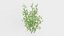 Bamboo Bush