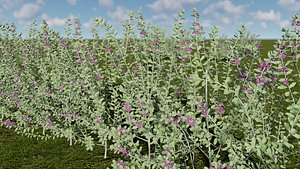 Leucophyllum frutescens