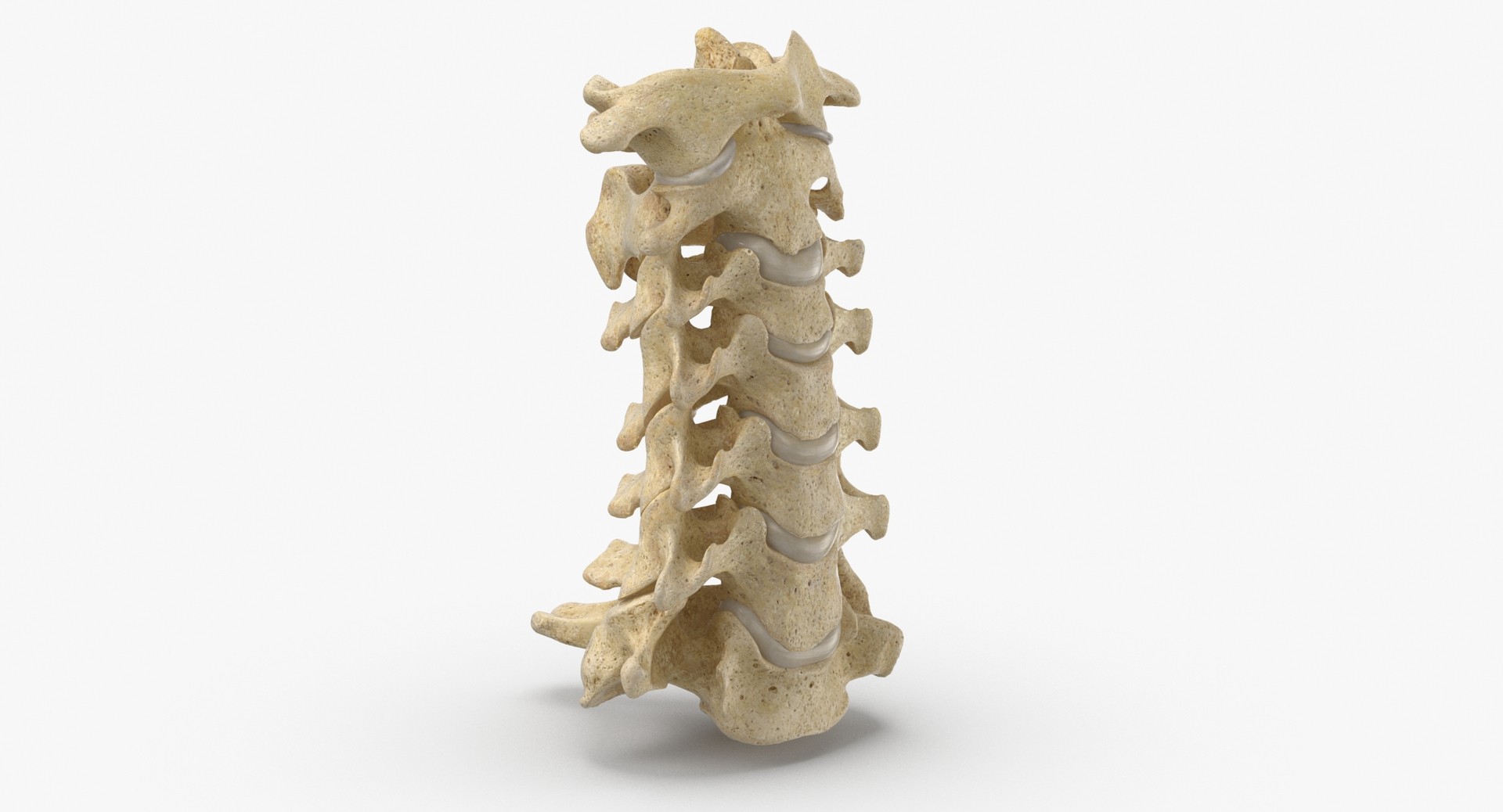 3D real human female skeleton model https://p.turbosquid.com/ts-thumb/Xk/aexMYA/3J/0000/jpg/1613434982/1920x1080/turn_fit_q99/b404e648fd54e2ba04facac013a7a196fc78f660/0000-1.jpg