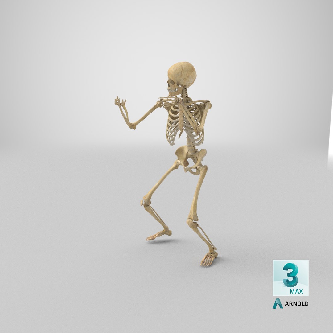 3D real human female skeleton model https://p.turbosquid.com/ts-thumb/Xk/aexMYA/CX/stemcell_max_arnold_render/png/1625843162/1920x1080/fit_q87/6f06b8fcb9691ade60dafcd9cfa3858ea72ec3e6/stemcell_max_arnold_render.jpg