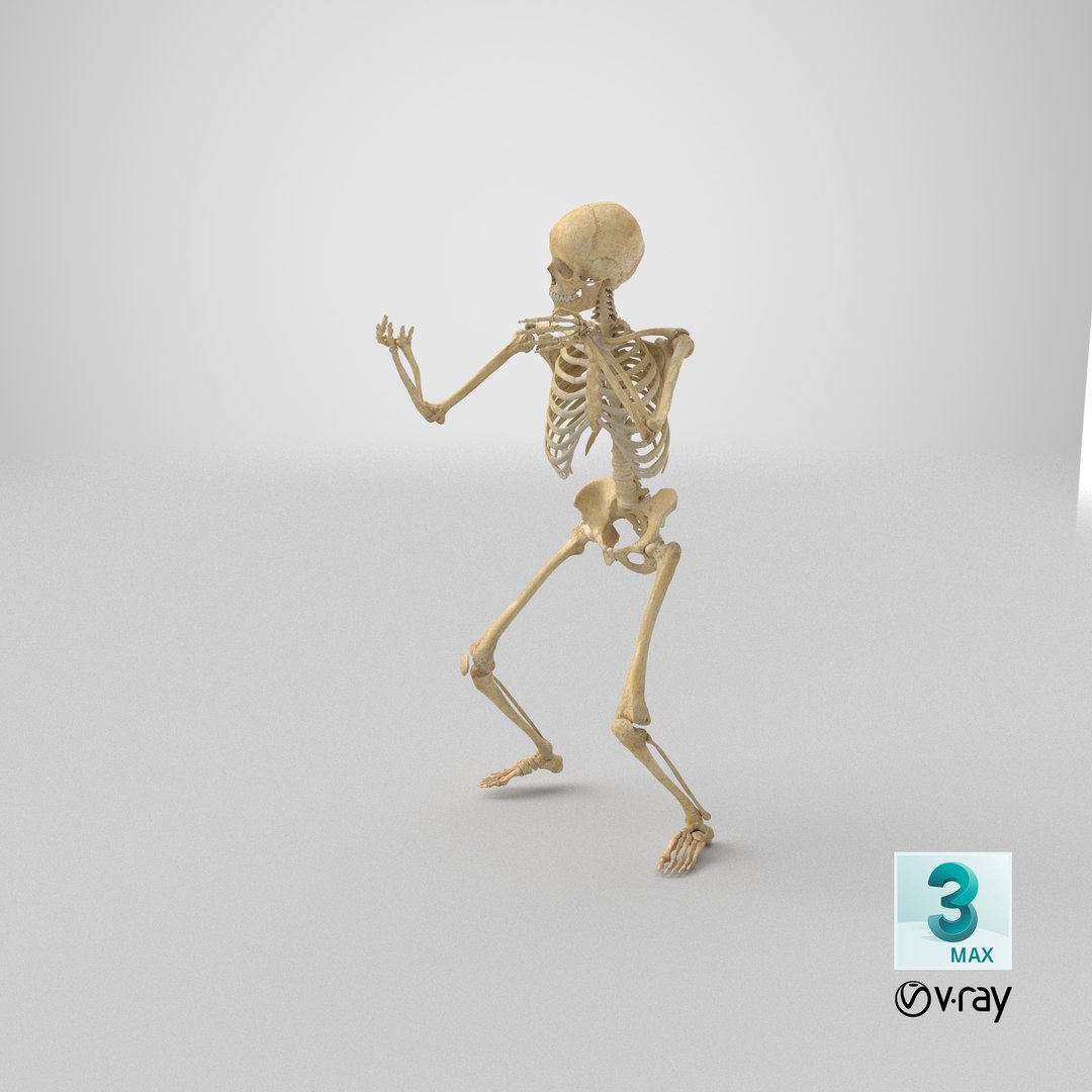 3D real human female skeleton model https://p.turbosquid.com/ts-thumb/Xk/aexMYA/LF/stemcell_max_vray_render/png/1625843165/1920x1080/fit_q87/85efd4cb765699ad055b7f8ec8cb257e320f9e41/stemcell_max_vray_render.jpg