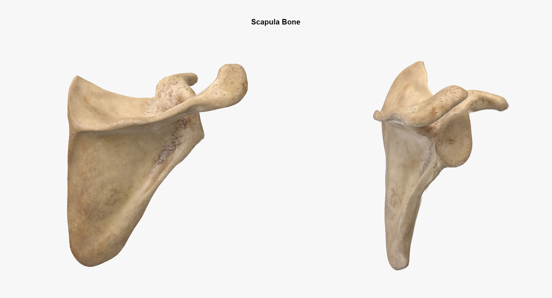 3D real human female skeleton model https://p.turbosquid.com/ts-thumb/Xk/aexMYA/Xc/15_scapula/jpg/1613435676/1920x1080/fit_q87/872db0900a8f96b6e91f97f2c431e41115871286/15_scapula.jpg