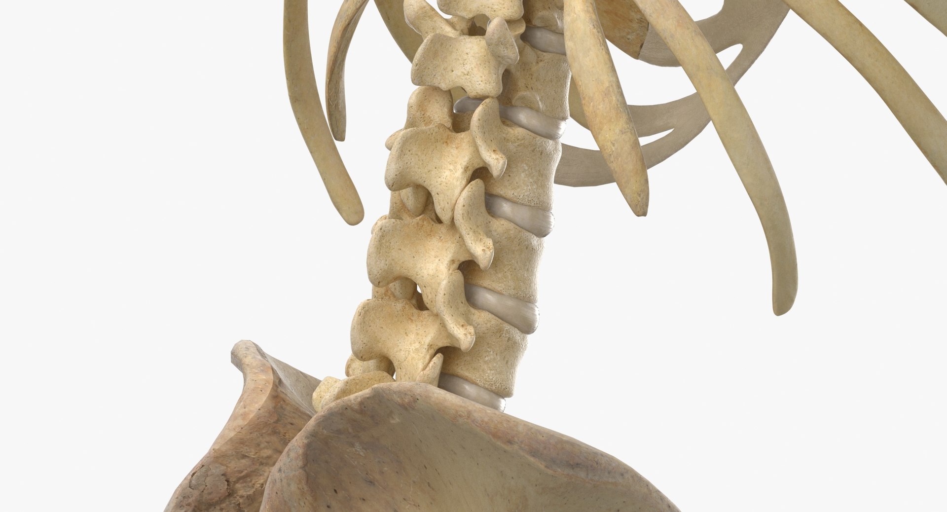 3D real human female skeleton model https://p.turbosquid.com/ts-thumb/Xk/aexMYA/YV/real_human_female_skeleton_pose_61_thumbnail_0014/jpg/1639125381/1920x1080/fit_q87/8b359e49d7ad05bfd3702a57c44bd6075ad31dc8/real_human_female_skeleton_pose_61_thumbnail_0014.jpg