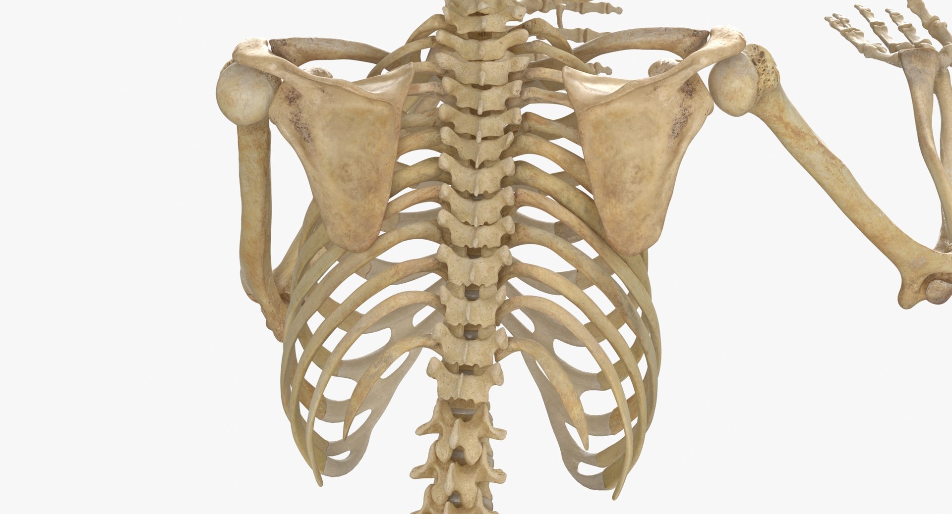 3D real human female skeleton model https://p.turbosquid.com/ts-thumb/Xk/aexMYA/gB/real_human_female_skeleton_pose_61_thumbnail_0009/jpg/1639125381/1920x1080/fit_q87/4a139e714f1aeac15cbd92bb31d948fd73822d64/real_human_female_skeleton_pose_61_thumbnail_0009.jpg