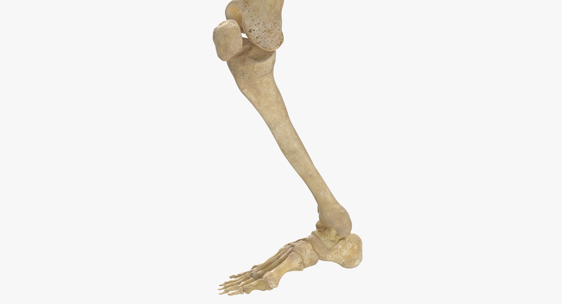 3D real human female skeleton model https://p.turbosquid.com/ts-thumb/Xk/aexMYA/lm/real_human_female_skeleton_pose_61_thumbnail_0017/jpg/1639125378/1920x1080/fit_q87/43fa9d3affef7f9590b7350cbb77ecd8351362d0/real_human_female_skeleton_pose_61_thumbnail_0017.jpg