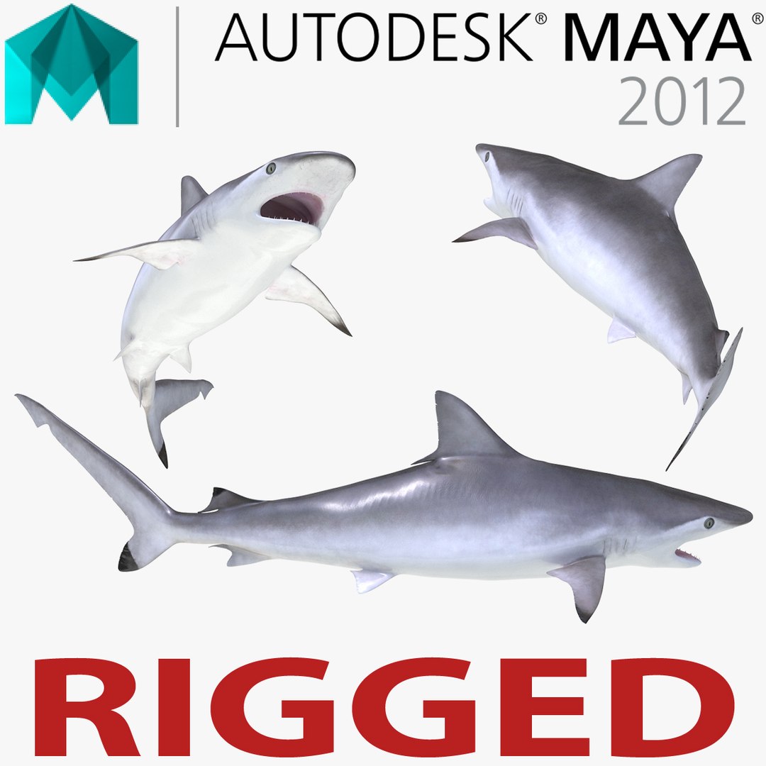 Spottail Shark Rigged for Maya 3D Model 3D model preview