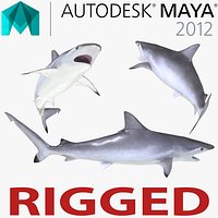 Spottail Shark Rigged for Maya 3D Model