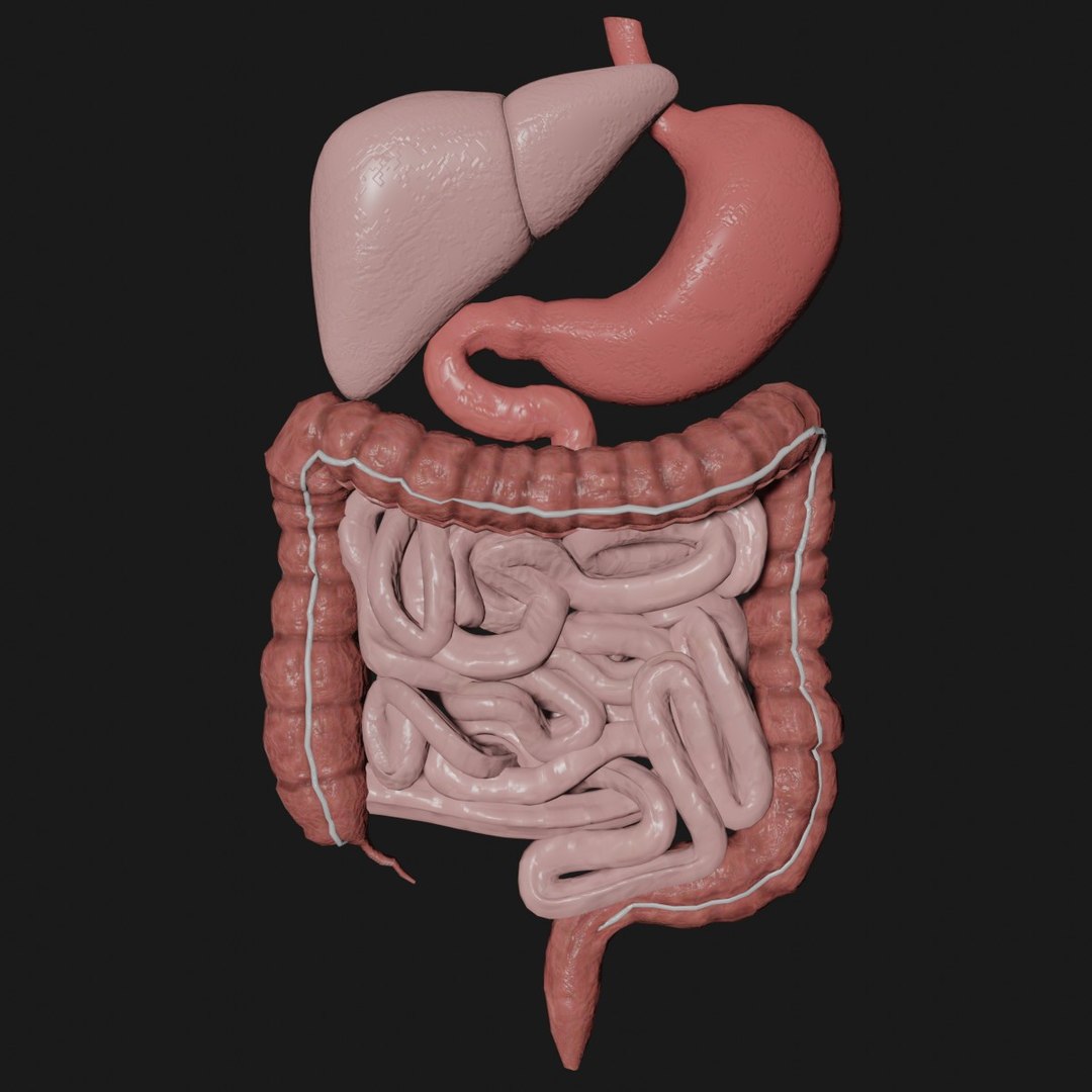 Digestive stomach liver 3D model - TurboSquid 1673337