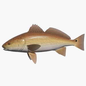 Red drum