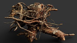 tree roots dry wooden stump debris pt2 PBR photogrammetry model
