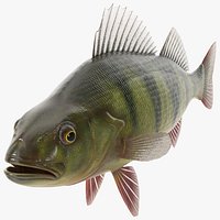 Yellow Perch Fish