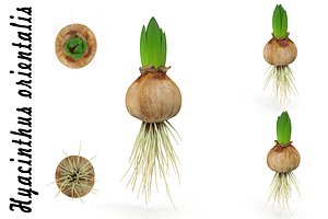 hyacinthus orientali plant 3d model