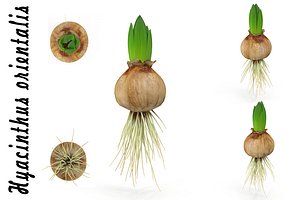 Hyachinth sprout