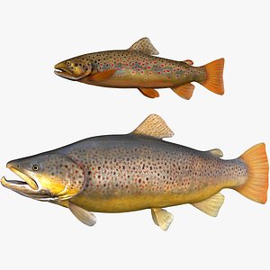 brown trout set normal and large size