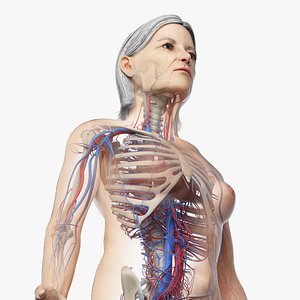 Elder Female Skin, Skeleton And Vascular System Rigged