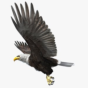 American Bald Eagle