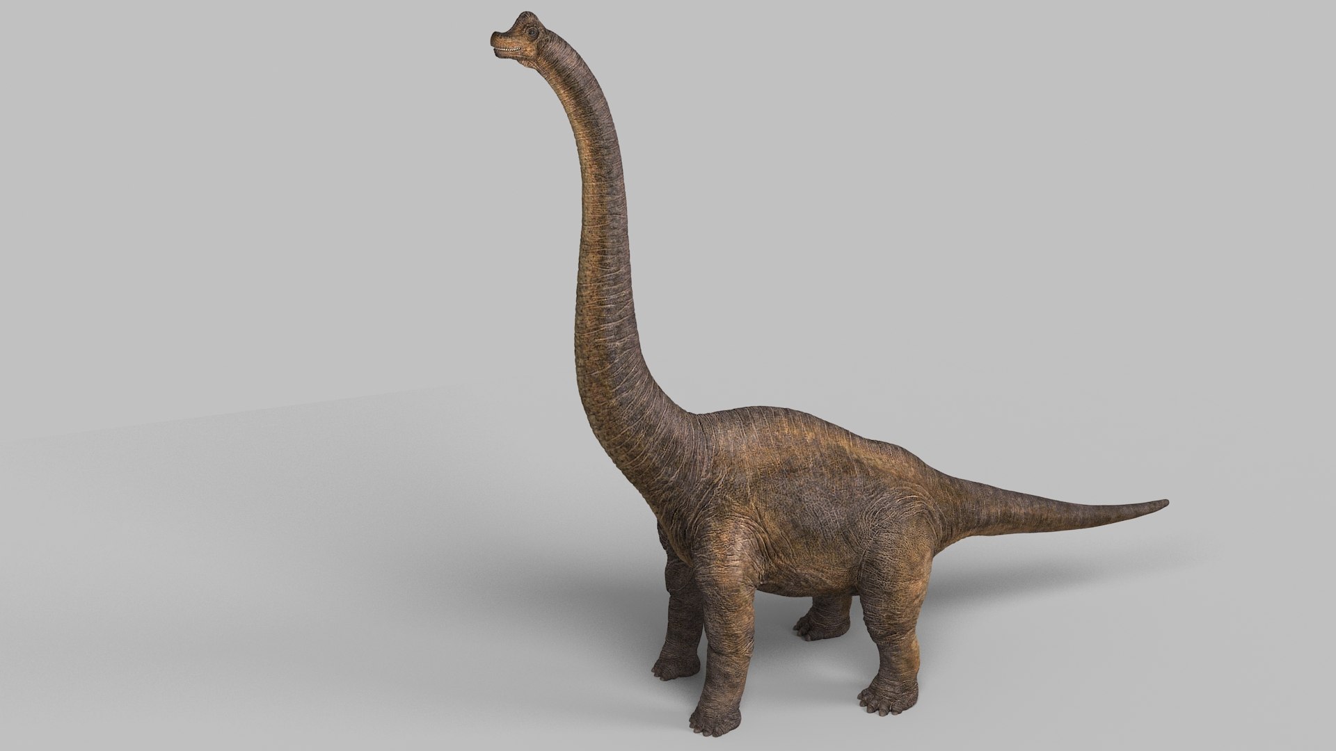 3d Model Brachiosaurus Turbosquid 1209568