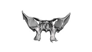 sphenoid bone 3D model