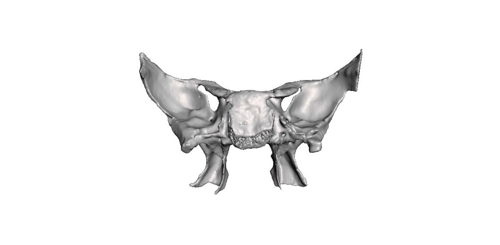 Sphenoid Bone 3D Model - TurboSquid 1469722