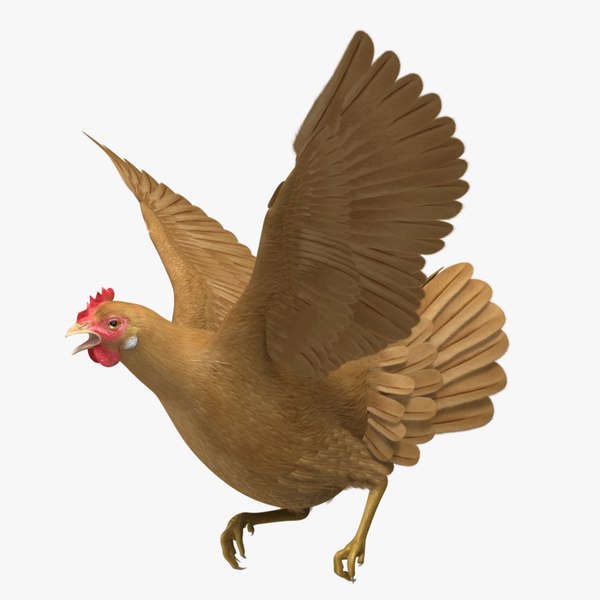 Chicken Maya Models for Download | TurboSquid