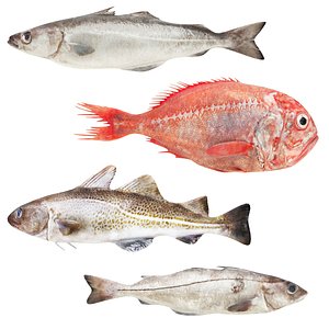 Fish Collection 4 in 1 3D model