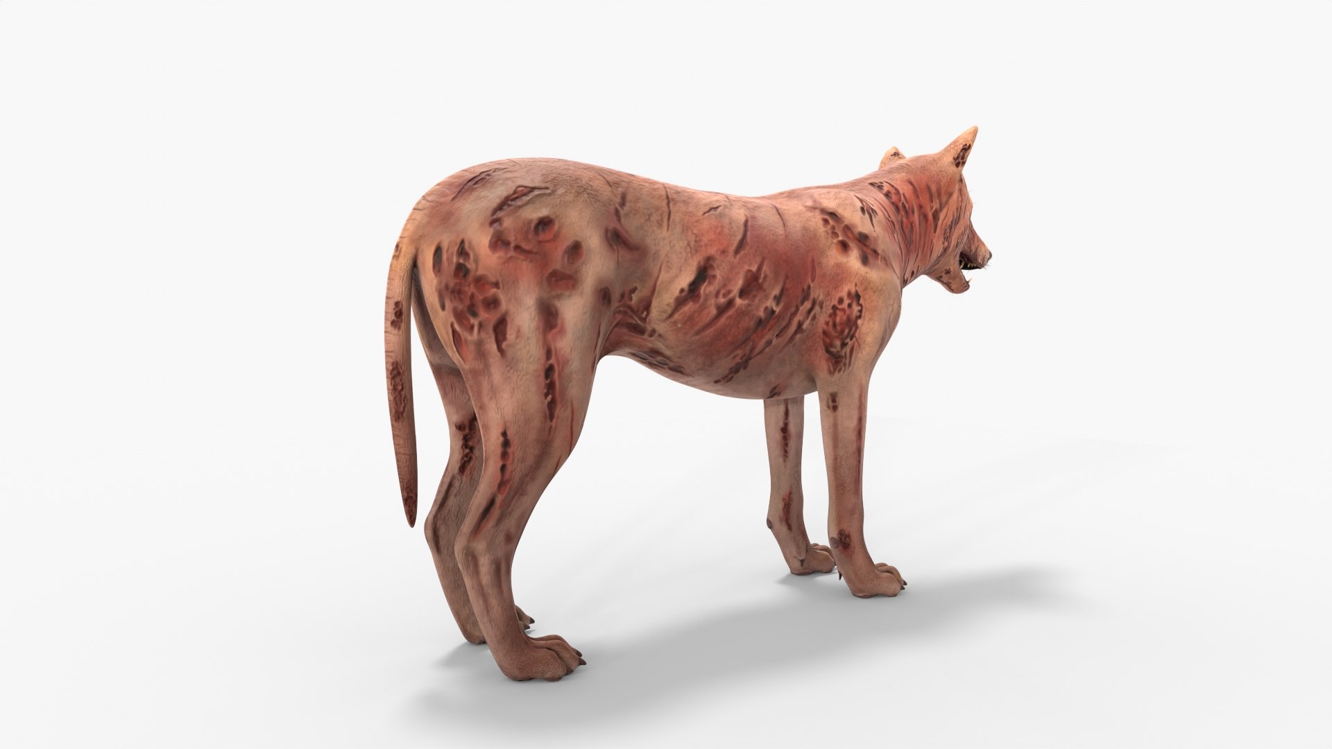 Zombie Dog Rigged 3D model https://p.turbosquid.com/ts-thumb/Xl/vqpwcn/C4/img_7/jpg/1699308033/1920x1080/fit_q87/b7a5dcabbf287e9a886b3b2e3dc59fdb0073a5d0/img_7.jpg