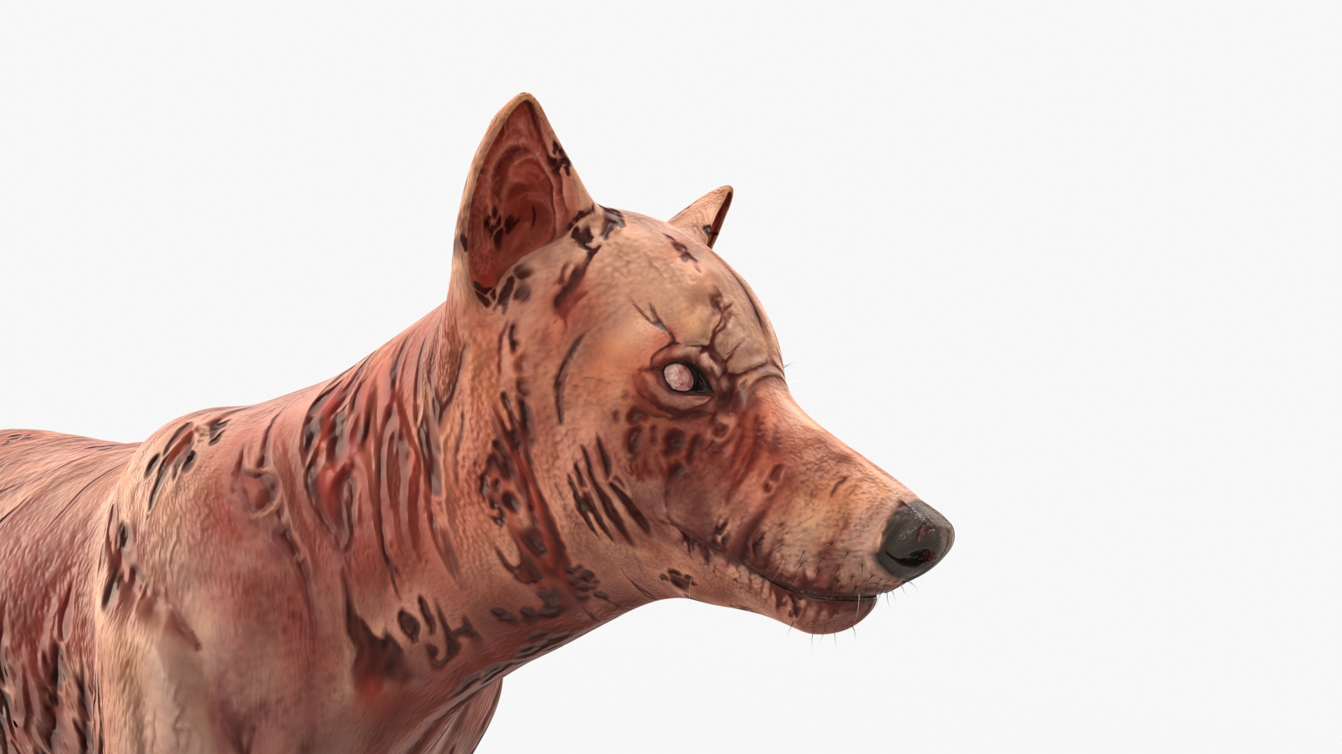Zombie Dog Rigged 3D model https://p.turbosquid.com/ts-thumb/Xl/vqpwcn/Gd/img/jpg/1699309312/1920x1080/turn_fit_q99/babd8b625ad910c553eea7891fae59c4b52a0e4f/img-1.jpg