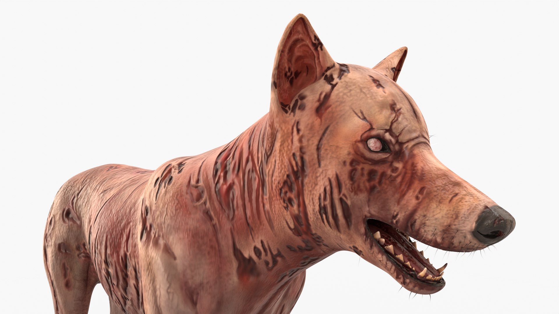 Zombie Dog Rigged 3D model https://p.turbosquid.com/ts-thumb/Xl/vqpwcn/WX/img_9/jpg/1699308035/1920x1080/fit_q87/03acdf9c430574c6773de79045355dd33b2acd74/img_9.jpg