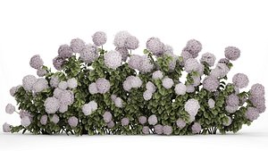 3D Bushes Purple Flowering Hydrangea For The Garden 1479