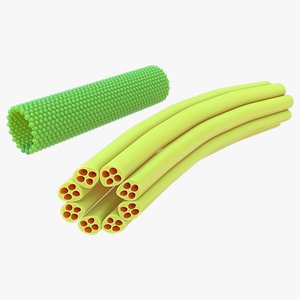 3D model Microtubules microfilaments and intermediate filaments