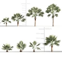Bismarck Palm - Bismarckia nobilis 3D model