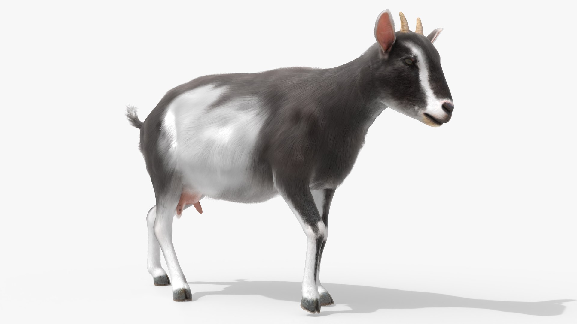 Domestic Goat Animated Fur Rigged for Blender 3D model preview