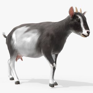 Domestic Goat Animated Fur Rigged for Blender