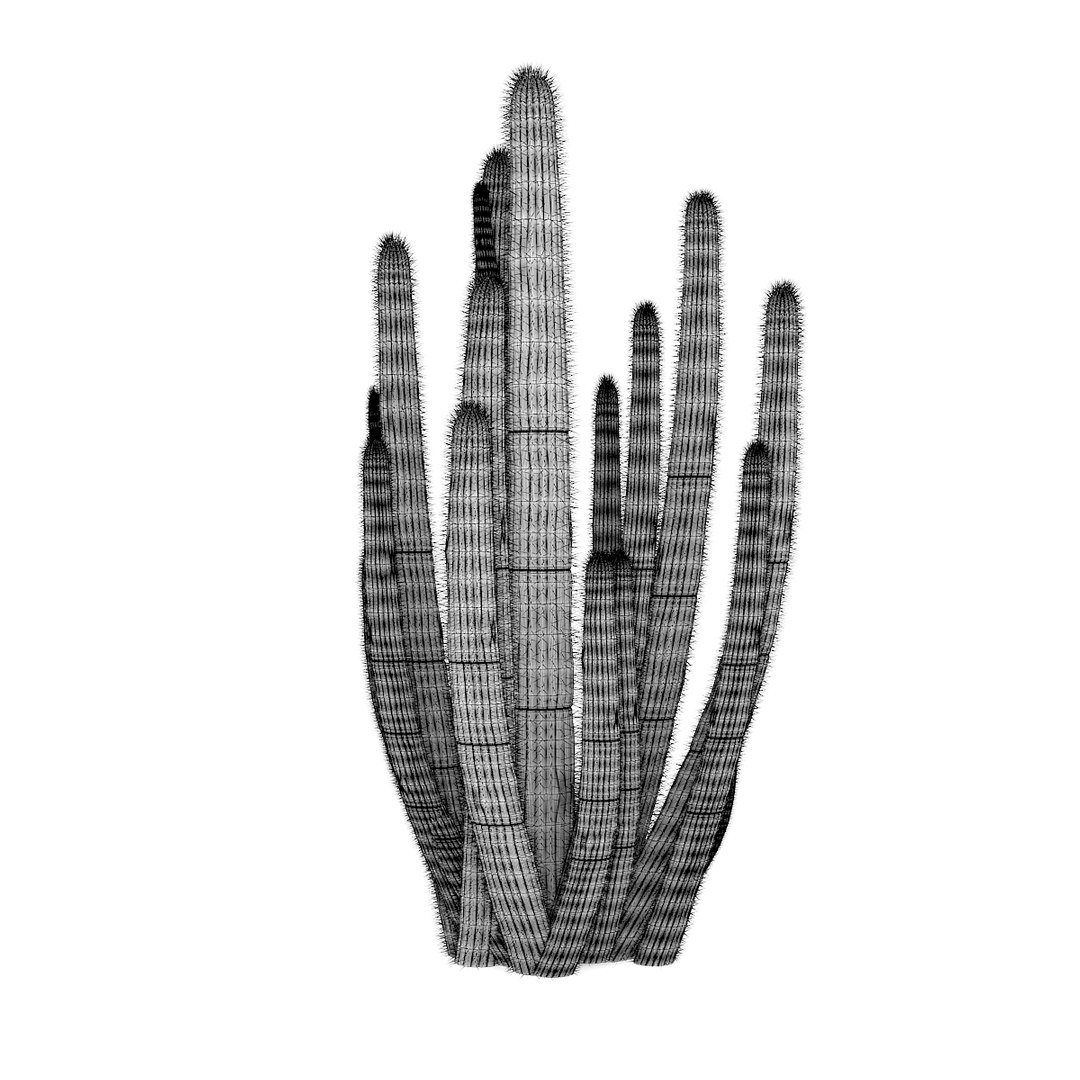 3D organ pipe cactus https://p.turbosquid.com/ts-thumb/Xm/ckRvoK/9gebykys/cgaxis_models_85_2001grid/jpg/1506026001/1920x1080/fit_q87/83319d4dfb04cf57164804b32e44436c530bffff/cgaxis_models_85_2001grid.jpg