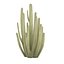 Organ Pipe Cactus