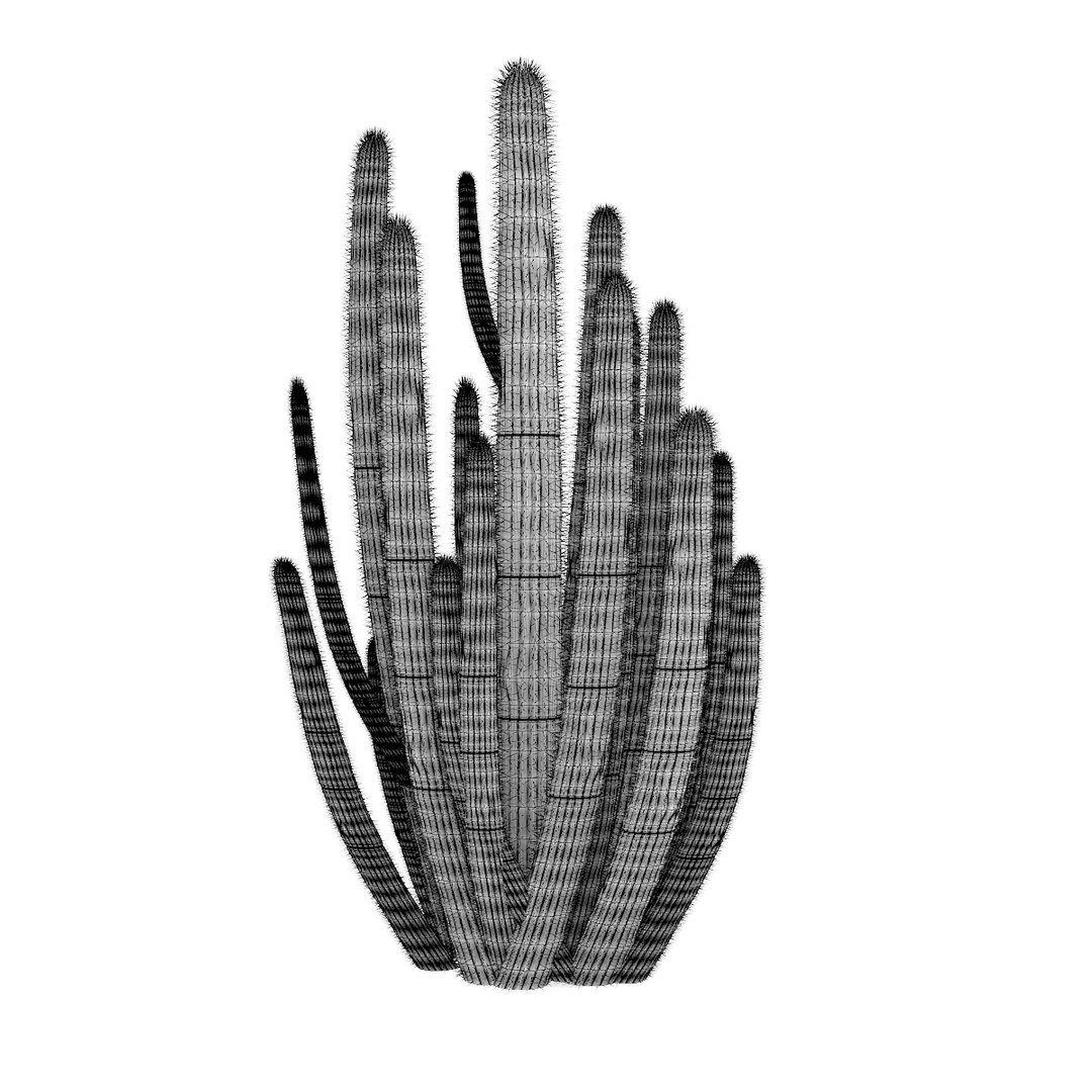 3D organ pipe cactus https://p.turbosquid.com/ts-thumb/Xm/ckRvoK/qlmgMAKq/cgaxis_models_85_2000grid/jpg/1506026001/1920x1080/fit_q87/19b792c47ff23878f2f78e54c2d55928b240fda1/cgaxis_models_85_2000grid.jpg
