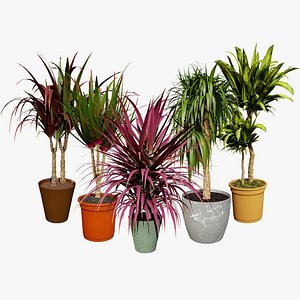 Dragon Palm Tree Collection