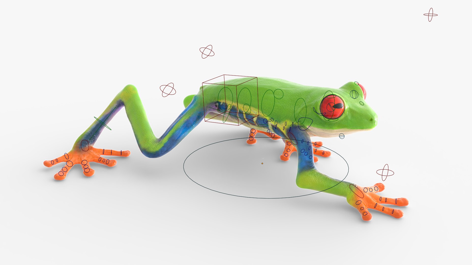 Red Eyed Tree Frog Animated Rigged for Blender Collection 3D model https://p.turbosquid.com/ts-thumb/Xm/hCBPML/8J/red_eyed_tree_frog_animated_rigged_for_blender_collection_005/jpg/1772005707/1920x1080/fit_q87/5f87027005068b61978e9a7d43b7be7edafafa82/red_eyed_tree_frog_animated_rigged_for_blender_collection_005.jpg