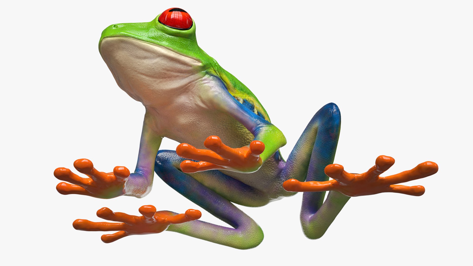 Red Eyed Tree Frog Animated Rigged for Blender Collection 3D model https://p.turbosquid.com/ts-thumb/Xm/hCBPML/bO/red_eyed_tree_frog_animated_rigged_for_blender_collection_013/jpg/1772005711/1920x1080/fit_q87/d84ac5c7d9f4db62b2aa0dcf45bcfa21d2814699/red_eyed_tree_frog_animated_rigged_for_blender_collection_013.jpg