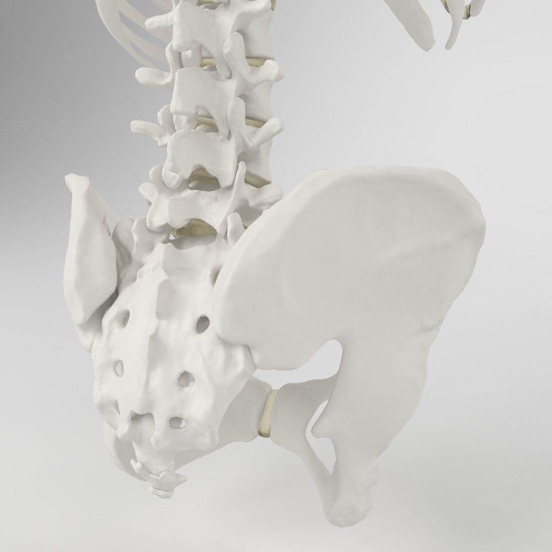 hu spine 3d max https://p.turbosquid.com/ts-thumb/Xm/hcKnRb/2zQbgrC9/5/jpg/1370612777/1920x1080/fit_q87/2de381613b24de943eae56091aeec6a65bd5dd21/5.jpg