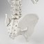 Human Spine