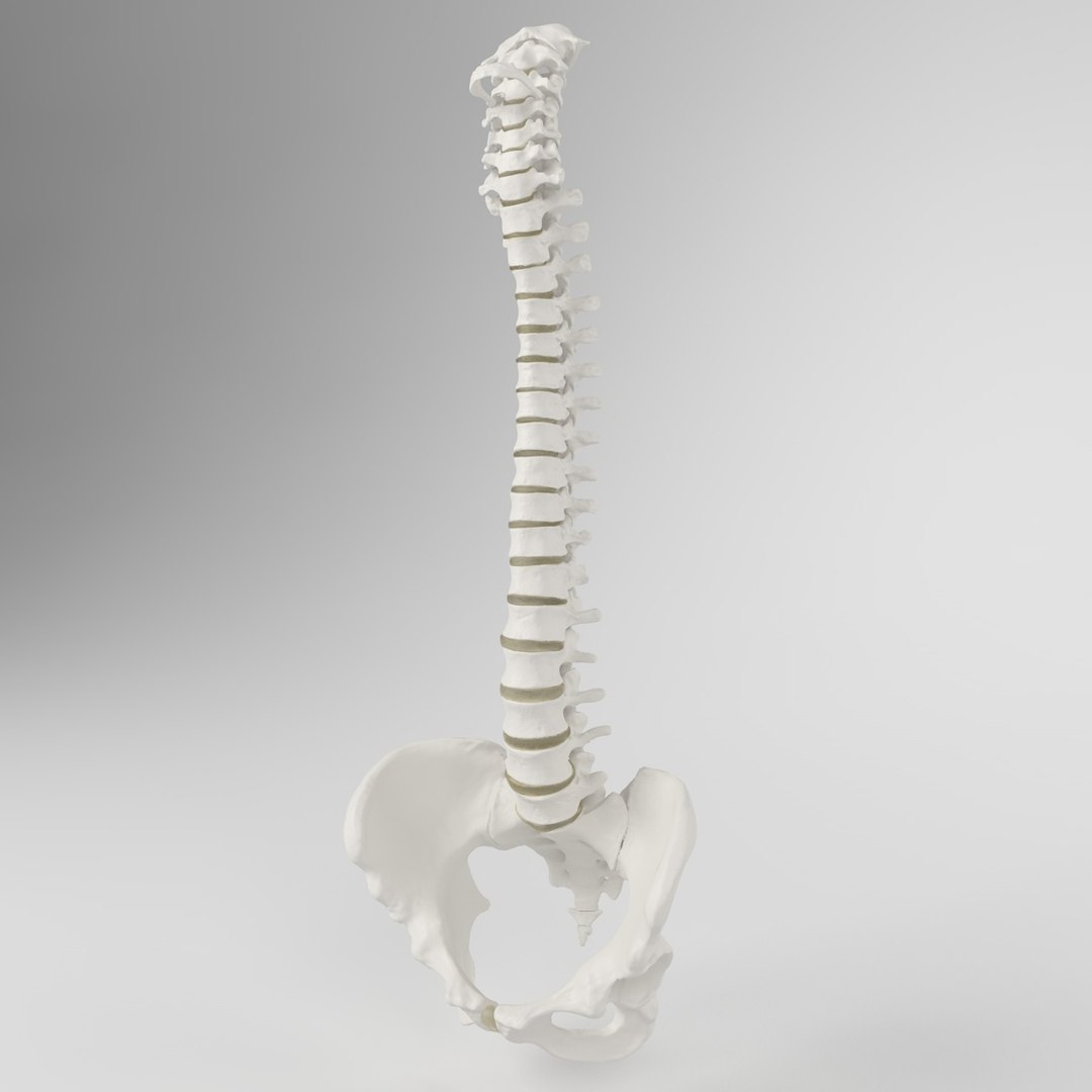 hu spine 3d max https://p.turbosquid.com/ts-thumb/Xm/hcKnRb/5ltO28Yy/7/jpg/1370612777/1920x1080/fit_q87/3481841fbf777d4593dbefd0a5081c24187c5f81/7.jpg